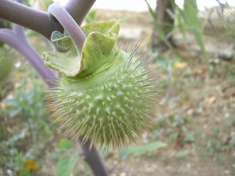 Datura innoxia / Stramonio metello, Noce metella